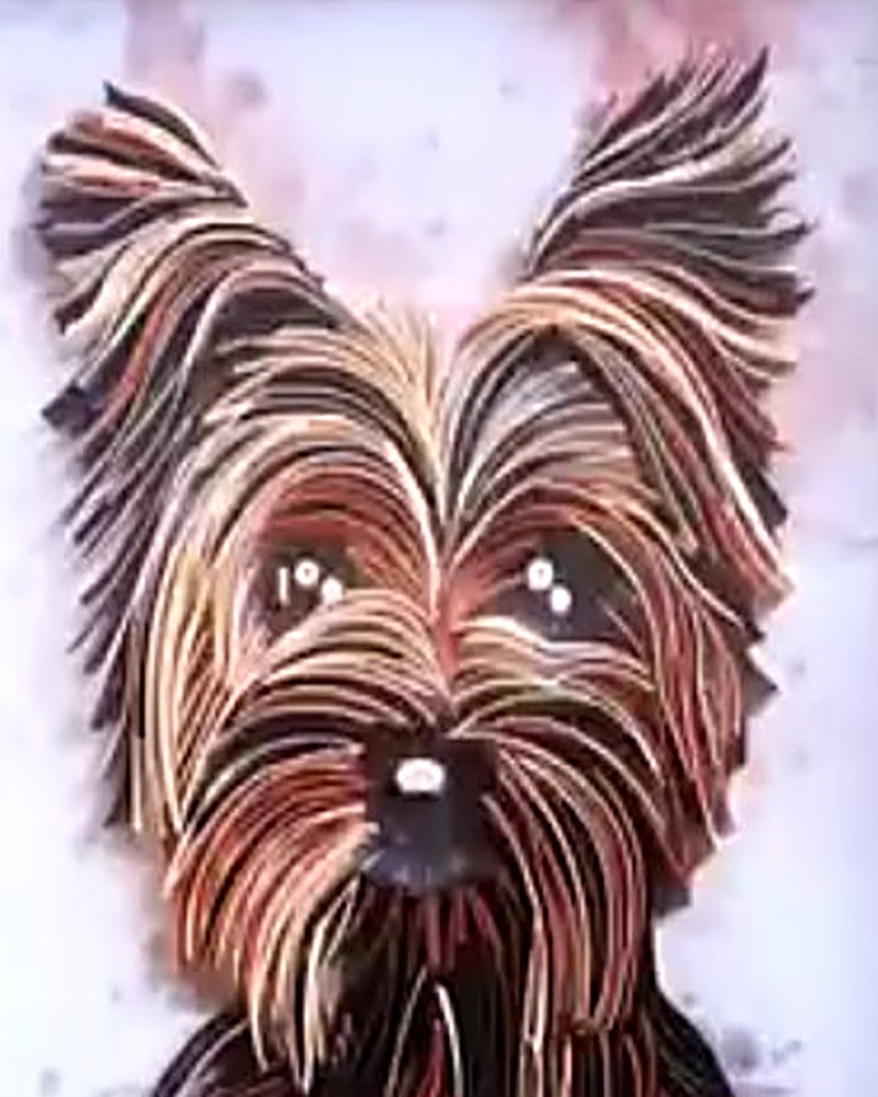 Yorkshire Terrier'in yüzü yakından